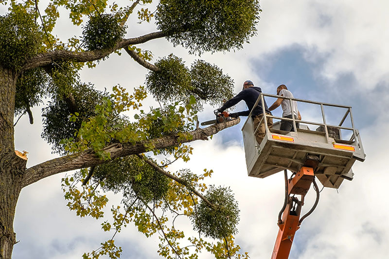 Baumpflege für Marl und Recklinghausen